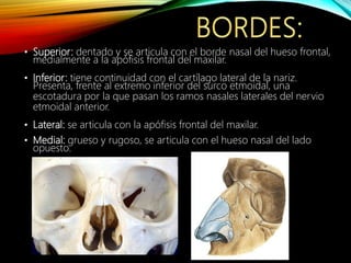 • Superior: dentado y se articula con el borde nasal del hueso frontal,
medialmente a la apófisis frontal del maxilar.
• Inferior: tiene continuidad con el cartílago lateral de la nariz.
Presenta, frente al extremo inferior del surco etmoidal, una
escotadura por la que pasan los ramos nasales laterales del nervio
etmoidal anterior.
• Lateral: se articula con la apófisis frontal del maxilar.
• Medial: grueso y rugoso, se articula con el hueso nasal del lado
opuesto.
 