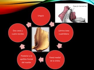 Unguis
Lámina ósea
cuadrilátera
Pared medial
de la órbita
Posterior a la
apófisis frontal
del maxilar.
Dos caras y
cuatro bordes
 