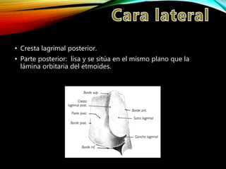 • Cresta lagrimal posterior.
• Parte posterior: lisa y se sitúa en el mismo plano que la
lámina orbitaria del etmoides.
 