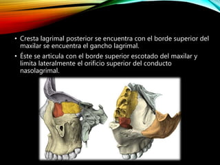 • Cresta lagrimal posterior se encuentra con el borde superior del
maxilar se encuentra el gancho lagrimal.
• Éste se articula con el borde superior escotado del maxilar y
limita lateralmente el orificio superior del conducto
nasolagrimal.
 