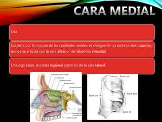 Lisa
Cubierta por la mucosa de las cavidades nasales; es desigual en su parte posterosuperior,
donde se articula con la cara anterior del laberinto etmoidal
Una depresión, la cresta lagrimal posterior de la cara lateral.
 