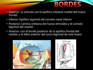 • Superior: se articula con la apófisis orbitaria medial del hueso
frontal
• Inferior: Apófisis lagrimal del cornete nasal inferior
• Posterior: Lámina orbitaria del hueso etmoides y el cornete
lagrimal del maxilar
• Anterior: con el borde posterior de la apófisis frontal del
maxilar y el labio anterior del surco lagrimal de este hueso
 