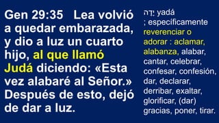 Gen 29:35 Lea volvió
a quedar embarazada,
y dio a luz un cuarto
hijo, al que llamó
Judá diciendo: «Esta
vez alabaré al Señor.»
Después de esto, dejó
de dar a luz.
‫ה‬ ָ‫ָד‬‫י‬ yadá
; específicamente
reverenciar o
adorar : aclamar,
alabanza, alabar,
cantar, celebrar,
confesar, confesión,
dar, declarar,
derribar, exaltar,
glorificar, (dar)
gracias, poner, tirar.
 