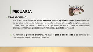 PECUÁRIA
• TIPOS DE CRIAÇÃO:
I. Sua prática pode ocorrer de forma intensiva, quando o gado fica confinado em estábulos
ou currais a maior parte do tempo, recebendo vacinas e alimentação complementar para
crescer mais rapidamente. Geralmente a reprodução ocorre por meio de inseminação
artificial, com técnicas que possibilitam melhoria da qualidade do rebanho.
II. Há também a pecuária extensiva, na qual o gado é criado solto e se alimenta de
pastagens, tanto naturais quanto cultivadas.
 