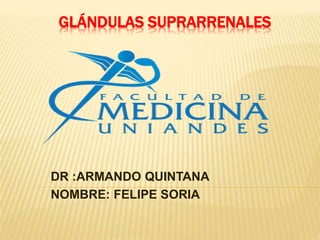 GLÁNDULAS SUPRARRENALES
DR :ARMANDO QUINTANA
NOMBRE: FELIPE SORIA
 