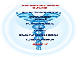 UNIVERSIDAD REGIONAL AUTÓNOMAUNIVERSIDAD REGIONAL AUTÓNOMA
DE LOS ANDESDE LOS ANDES
FACULTAD DE CIENCIAS MÉDICASFACULTAD DE CIENCIAS MÉDICAS
  
CARRERA MEDICINACARRERA MEDICINA
 Anatomía II Anatomía II
DR. ARMANDO QUINTANADR. ARMANDO QUINTANA
TEMA:  TEMA:  
ANATOMÍAANATOMÍA
HÍGADO, VÍAS BILIARES, PÁNCREASHÍGADO, VÍAS BILIARES, PÁNCREAS
  
ALUMNO: NELSON MULLOALUMNO: NELSON MULLO
SEGUNDO “ B”SEGUNDO “ B”
 