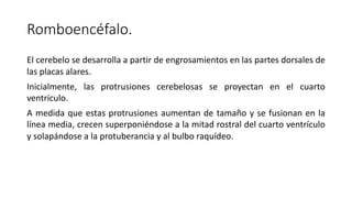 Labios Rombicos EMBRIOLOGIA DE MOORE SISTEMA NERVIOSO embriología | PDF