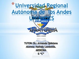 TUTOR: Dr.: Armando Quintana
Alumna: Nathaly Lombeida.
MEDICINA
ll “C”
*Universidad Regional
Autónoma de los Andes
UNIANDES
 