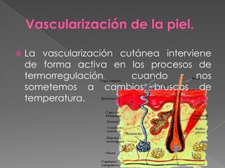    La vascularización cutánea interviene
    de forma activa en los procesos de
    termorregulación     cuando       nos
    sometemos a cambios bruscos de
    temperatura.
 