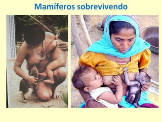 Mamíferos sobrevivendo
 
