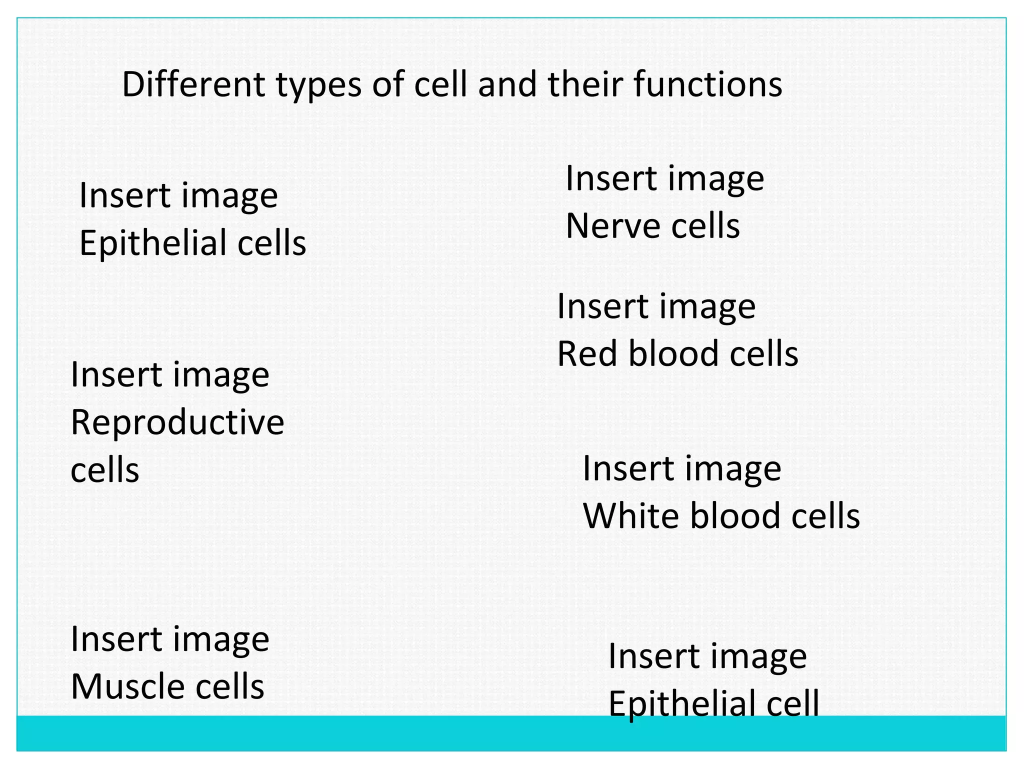 Different types of cell and their functions
Insert image
Epithelial cells
Insert image
Reproductive
cells
Insert image
Muscle cells
Insert image
Nerve cells
Insert image
Red blood cells
Insert image
White blood cells
Insert image
Epithelial cell
 