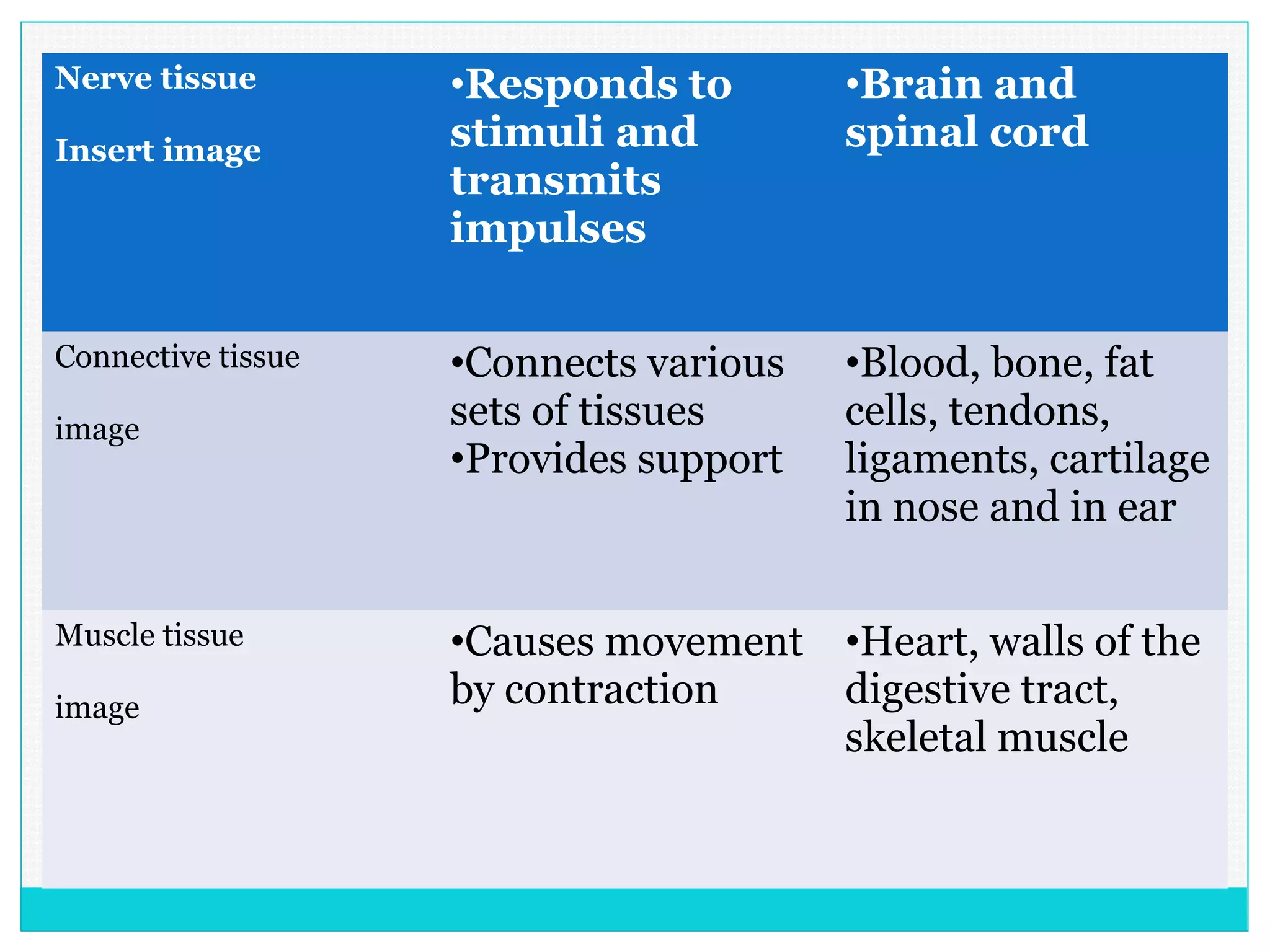 Nerve tissue
Insert image
•Responds to
stimuli and
transmits
impulses
•Brain and
spinal cord
Connective tissue
image
•Connects various
sets of tissues
•Provides support
•Blood, bone, fat
cells, tendons,
ligaments, cartilage
in nose and in ear
Muscle tissue
image
•Causes movement
by contraction
•Heart, walls of the
digestive tract,
skeletal muscle
 