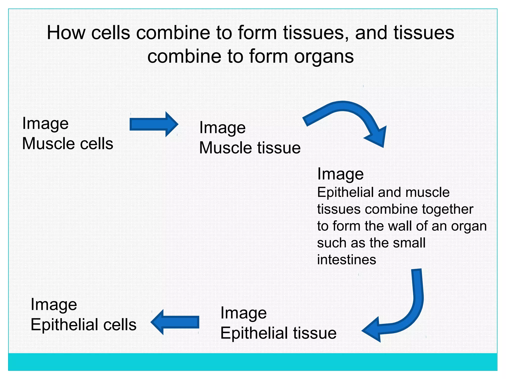 How cells combine to form tissues, and tissues
combine to form organs
Image
Muscle cells
Image
Muscle tissue
Image
Epithelial and muscle
tissues combine together
to form the wall of an organ
such as the small
intestines
Image
Epithelial cells
Image
Epithelial tissue
 