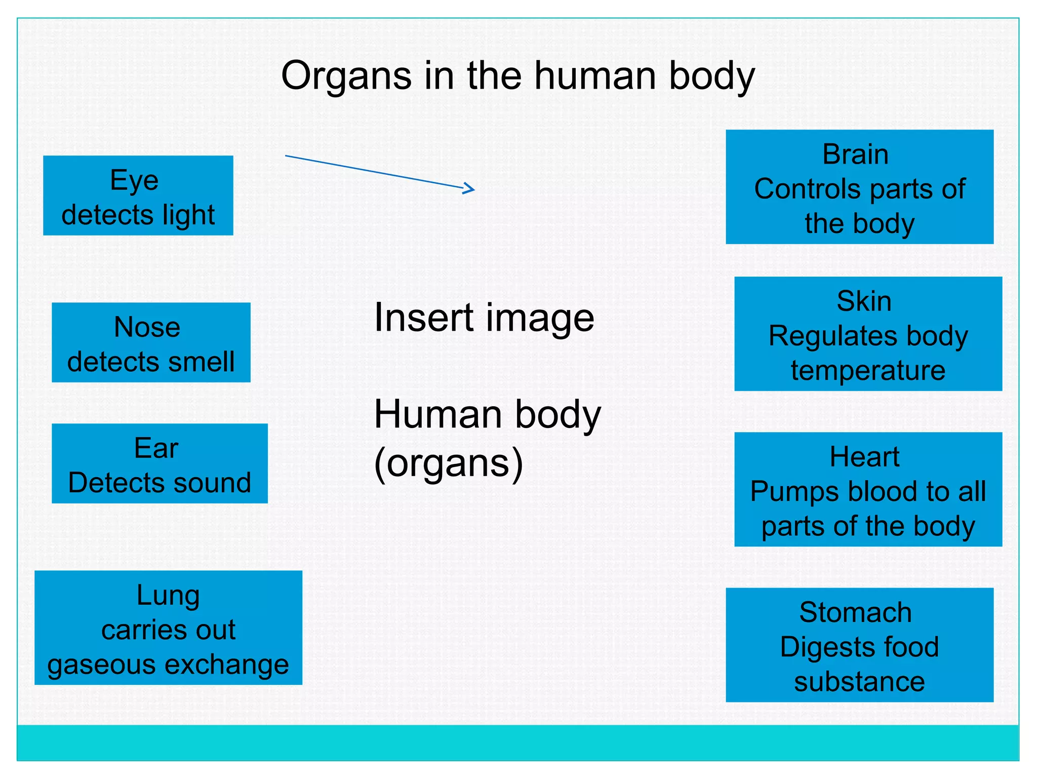 Organs in the human body
Insert image
Human body
(organs)
Eye
detects light
Nose
detects smell
Lung
carries out
gaseous exchange
Brain
Controls parts of
the body
Ear
Detects sound
Skin
Regulates body
temperature
Heart
Pumps blood to all
parts of the body
Stomach
Digests food
substance
 