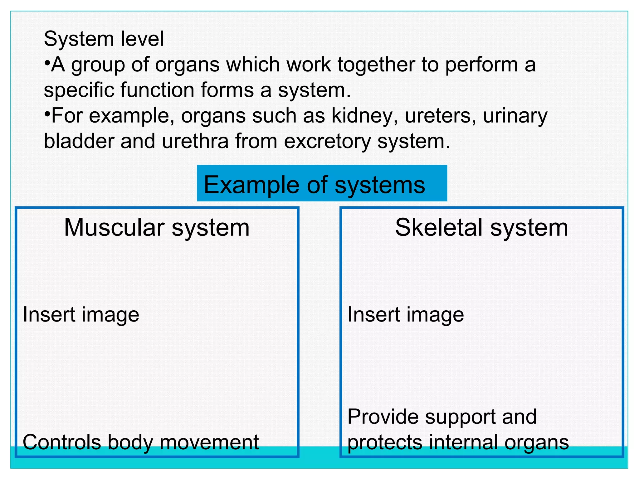 System level
•A group of organs which work together to perform a
specific function forms a system.
•For example, organs such as kidney, ureters, urinary
bladder and urethra from excretory system.
Example of systems
Muscular system
Insert image
Controls body movement
Skeletal system
Insert image
Provide support and
protects internal organs
 