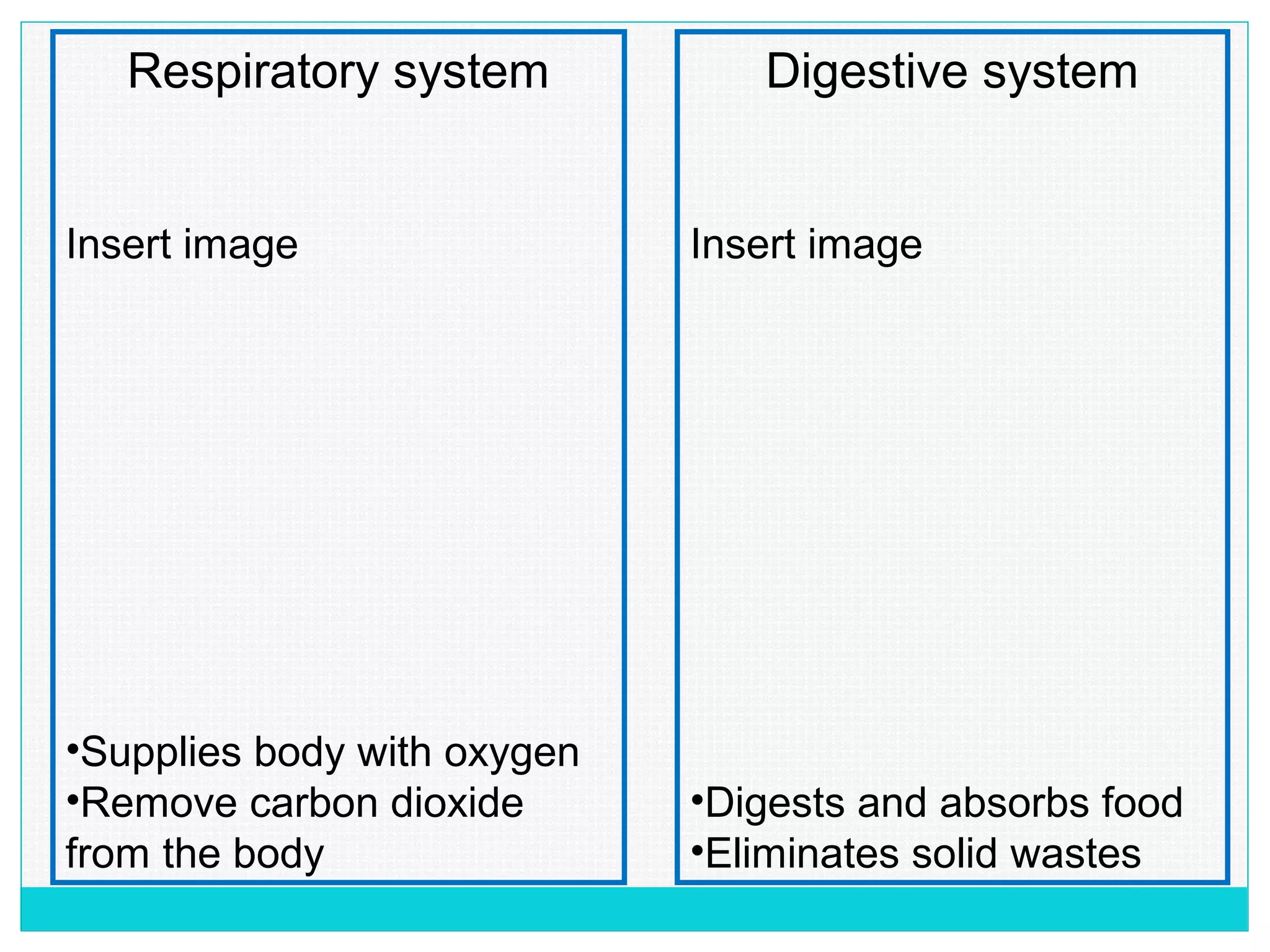 Respiratory system
Insert image
•Supplies body with oxygen
•Remove carbon dioxide
from the body
Digestive system
Insert image
•Digests and absorbs food
•Eliminates solid wastes
 