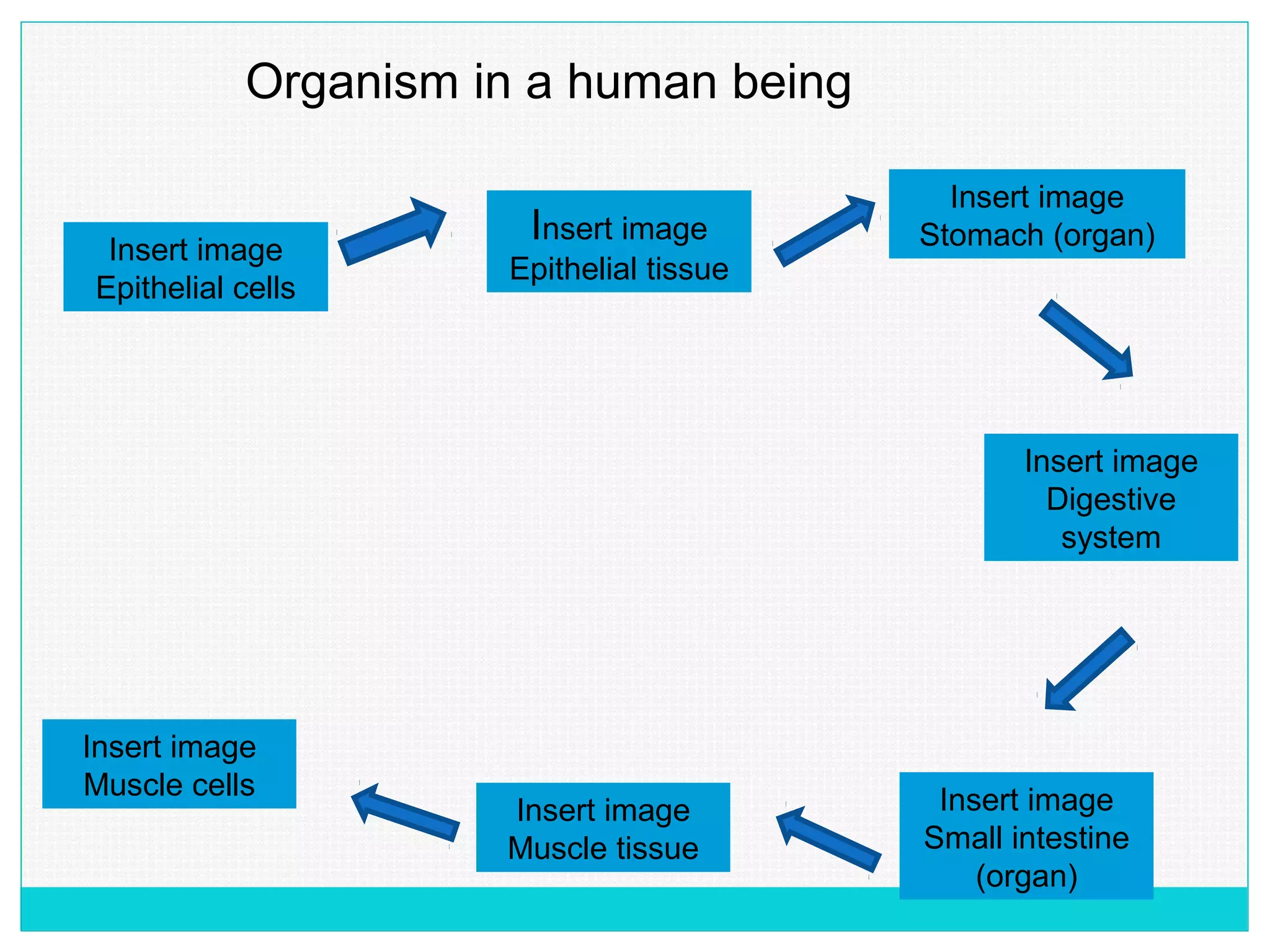 Organism in a human being
Insert image
Epithelial cells
Insert image
Epithelial tissue
Insert image
Stomach (organ)
Insert image
Digestive
system
Insert image
Muscle cells
Insert image
Muscle tissue
Insert image
Small intestine
(organ)
 