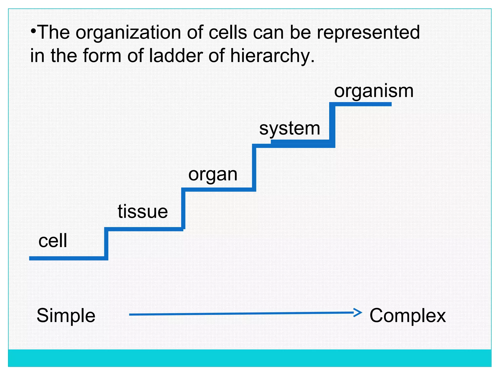 •The organization of cells can be represented
in the form of ladder of hierarchy.
cell
tissue
organ
system
organism
Simple Complex
 