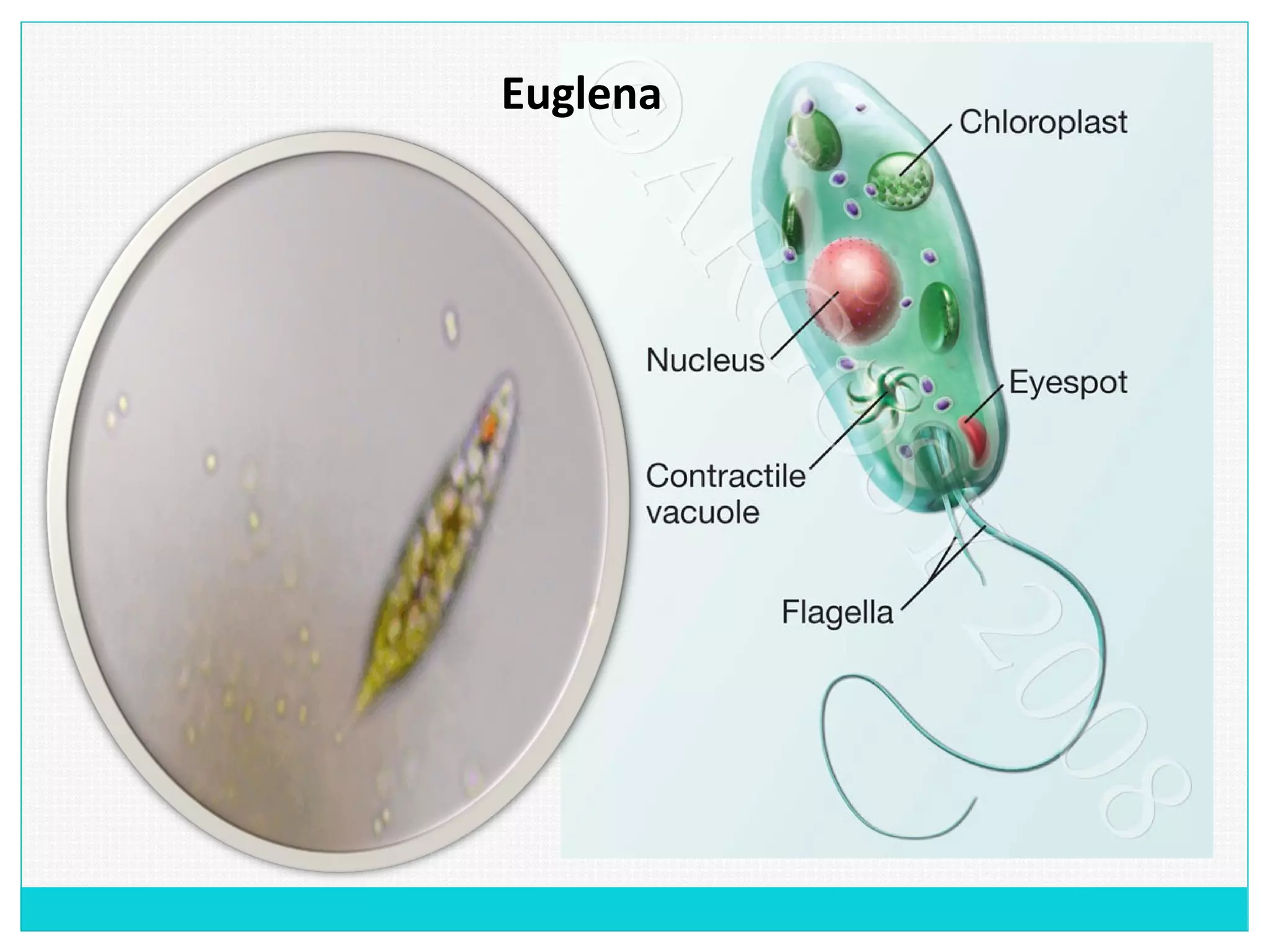 Euglena
 