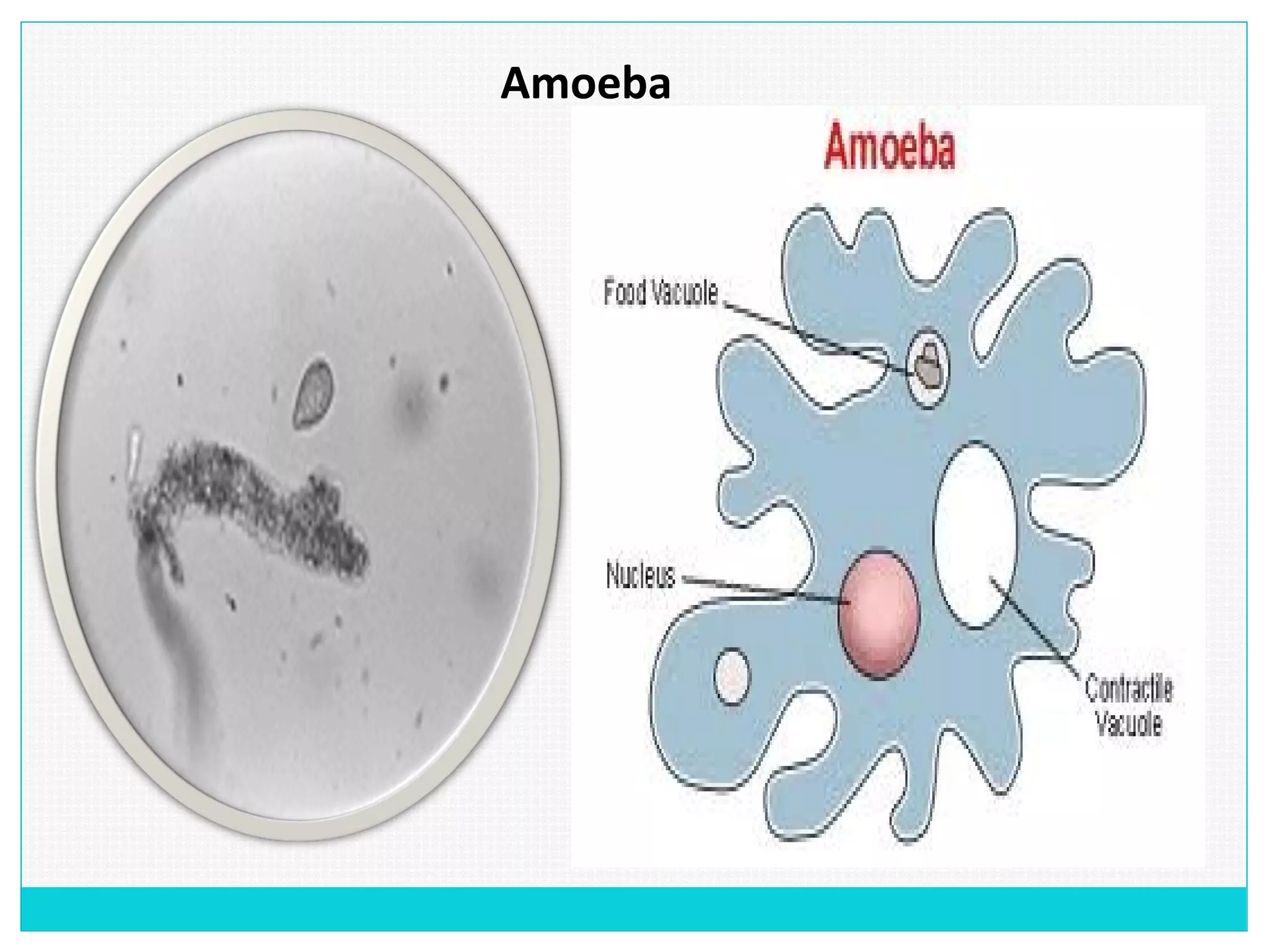 Amoeba
 