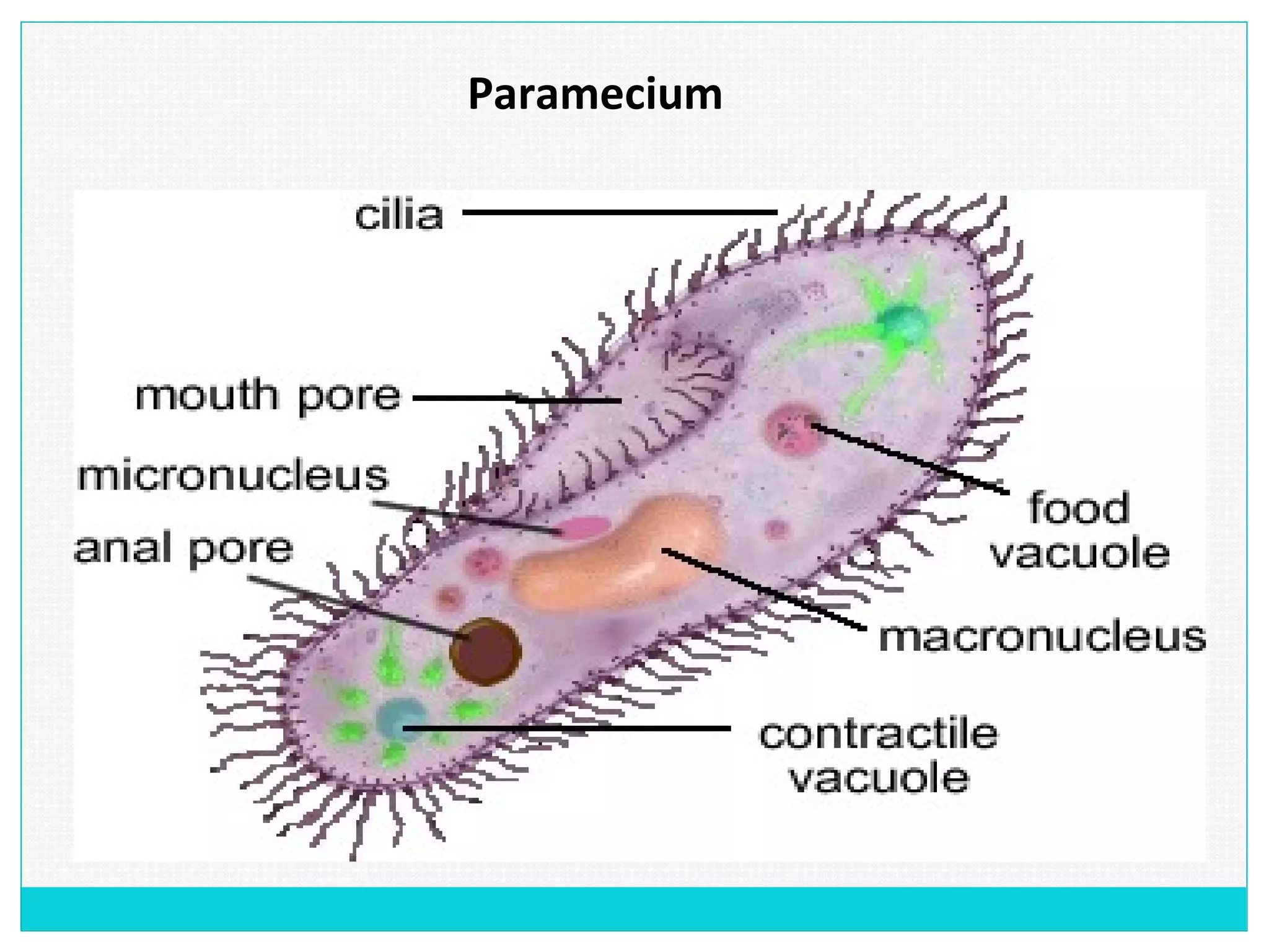 Paramecium
 