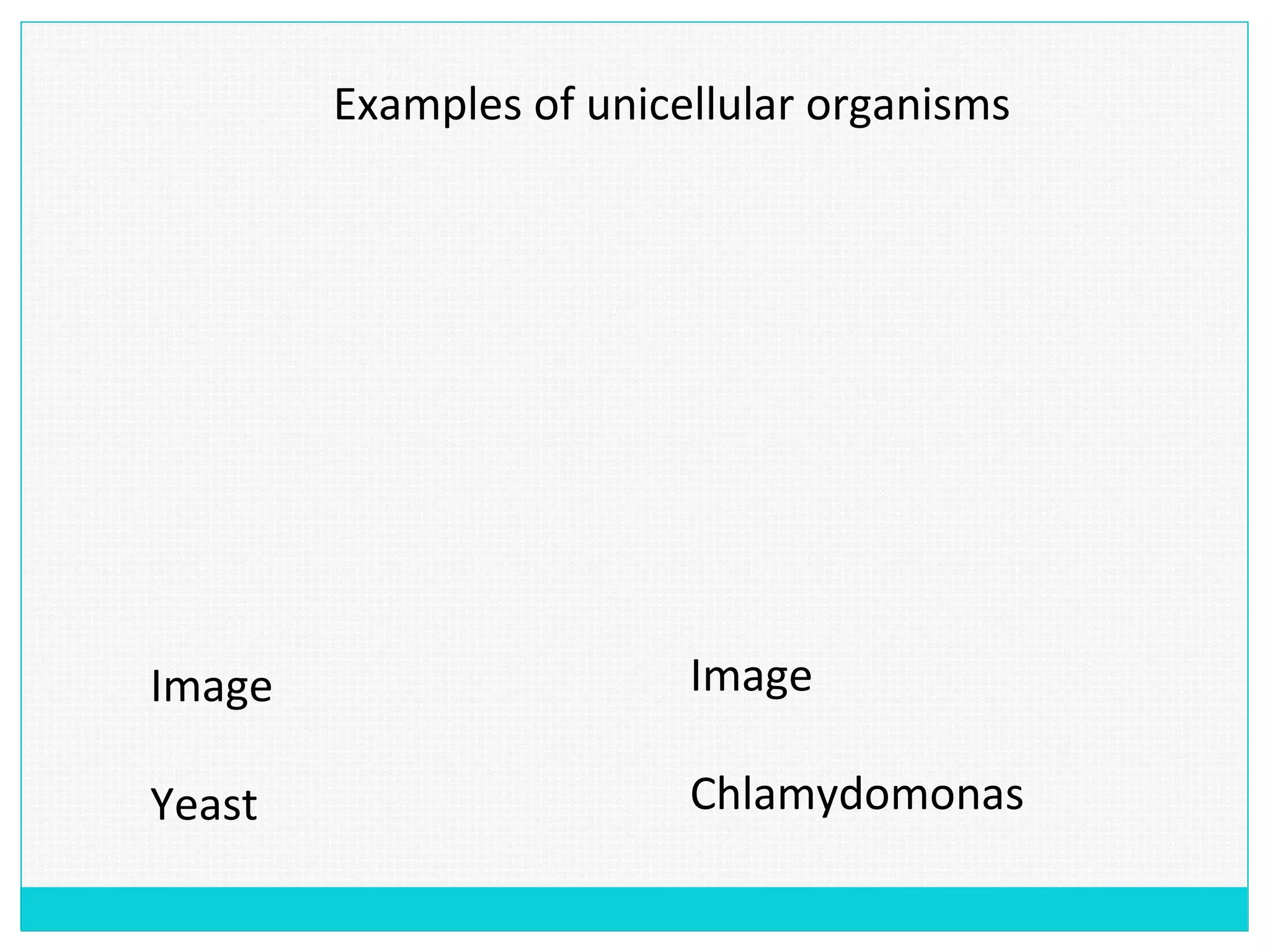Examples of unicellular organisms
Image
Yeast
Image
Chlamydomonas
 
