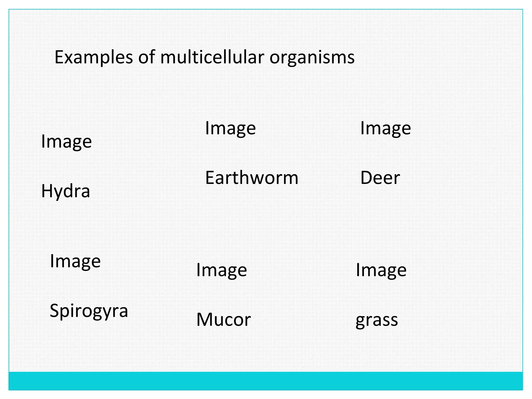 Examples of multicellular organisms
Image
Hydra
Image
Earthworm
Image
Deer
Image
Spirogyra
Image
Mucor
Image
grass
 