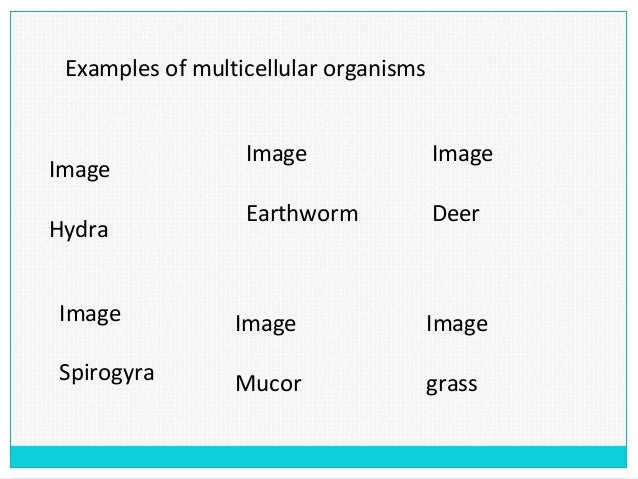 One Celled Organism >> Unicellular&multicellular 2.2 (m1) One Celled Organism >> Unicellular&multicellular 2.2 (m1)