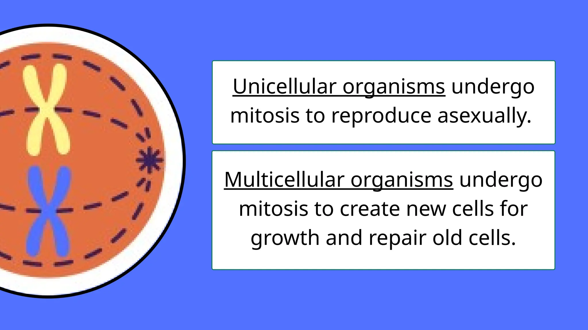 Unicellular organisms undergo mitosis to reproduce asexually..pptx