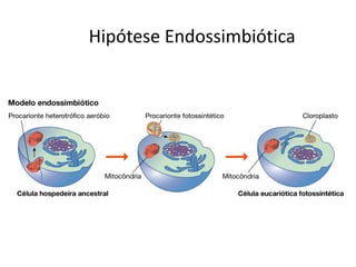 Hipótese Endossimbiótica
 