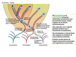 Os cloroplastos e as
mitocôndrias possuem
dimensões semelhantes aos
procariontes atuais, sendo
capazes de se dividir
autonomamente;
São organitos com material
genético próprio que é
semelhante ao bacteriano;
Os cloroplastos e mitocôndrias
são capazes de sintetizar as
suas próprias proteínas;
Existem muitos genes de
origem bacteriana encontrados
nos organismos eucariontes.
 