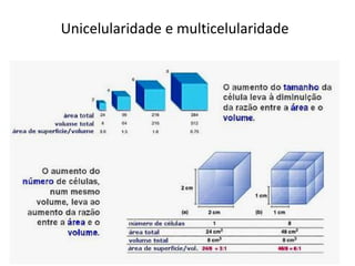 Unicelularidade e multicelularidade
 