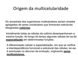 Origem da multicelularidade

Os ancestrais dos organismos multicelulares seriam simples
agregados de seres unicelulares que formavam estruturas
designadas colónias.

Inicialmente todas as células da colónia desempenhavam a
mesma função. Ao longo do tempo algumas células ter-se-ão
especializado em determinadas funções.

 A diferenciação celular e especialização, em que se verifica
 a interdependência funcional e estrutural das células, ter-se-
 á acentuado no decurso da evolução, originando seres
 multicelulares.
 