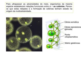 Para ultrapassar as adversidades do meio, organismos da mesma
espécie estabelecem relações funcionais entre si – as colónias. Pensa-
se que estas relações e a formação de colónias tenham estado na
origem da multicelularidade.
 