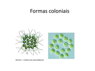Formas coloniais
 