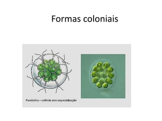 Formas coloniais
 