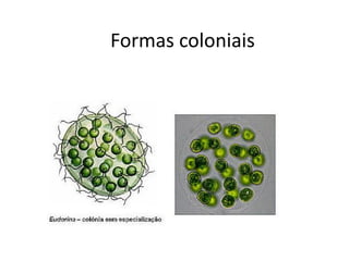 Formas coloniais
 