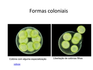 Formas coloniais




Colónia com alguma especialização   Libertação de colónias filhas

   volvox
 