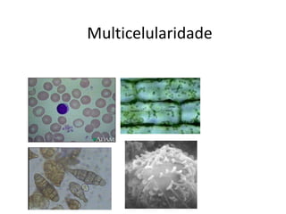 Multicelularidade
 