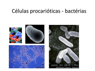 Células procarióticas - bactérias
 