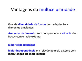 Vantagens da multicelularidade

Grande diversidade de formas com adaptação a
diferentes ambientes.

Aumento de tamanho sem comprometer a eficácia das
trocas com o meio externo.


Maior especialização

Maior independência em relação ao meio externo com
manutenção do meio interno.
 
