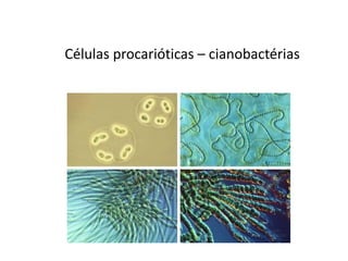 Células procarióticas – cianobactérias
 