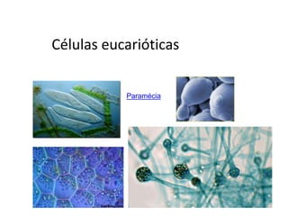 Células eucarióticas


           Paramécia
 