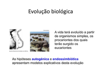 Evolução biológica


                           A vida terá evoluído a partir
                           de organismos simples, os
                           procariontes dos quais
                           terão surgido os
                           eucariontes


As hipóteses autogénica e endossimbiótica
apresentam modelos explicativos desta evolução
 