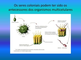 Os seres coloniais podem ter sido os
antecessores dos organismos multicelulares
 