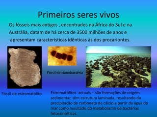 Primeiros seres vivos
Os fósseis mais antigos , encontrados na África do Sul e na
Austrália, datam de há cerca de 3500 milhões de anos e
apresentam características idênticas às dos procariontes.
Fóssil de cianobactéria
Fóssil de estromatólito Estromatólitos actuais – são formações de origem
sedimentar, têm estrutura laminada, resultando da
precipitação de carbonato de cálcio a partir da água do
mar como resultado do metabolismo de bactérias
fotossintéticas.
 