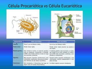 Célula Procariótica vs Célula Eucariótica
 