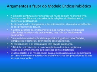 Argumentos a favor do Modelo Endossimbiótico
• A simbiose continua a ser um processo muito comum no mundo vivo.
Continua a verififcar-se a existência de relações simbióticas entre
bactérias e protozoários.
• As dimensões dos cloroplastos e das mitocôndrias são muito semelhantes
às dos procariontes actuais.
• A síntese proteica das mitocôndrias e dos cloroplastos é inibida por
substâncias inibidoras de procariontes, mas não por inibidores de
eucariontes.
• O aminoácido iniciador da síntese proteica é igual em mitocôndrias,
cloroplastos e bactérias, diferindo do dos eucariontes.
• As mitocôndrias e os cloroplastos têm divisão autónoma.
• O DNA das mitocôndrias e dos cloroplastos não está associado a
histonas(à semelhança do que acontece com as bactérias)
• Os cloroplastos e as mitocôndrias possuem ribossomas mais semelhantes
em tamanho e em características bioquímicas aos dos procariontes do que
aos dos eucariontes.
 