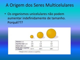 A Origem dos Seres Multicelulares
• Os organismos unicelulares não podem
aumentar indefinidamente de tamanho.
Porquê???
 