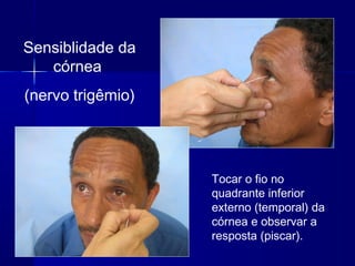 Sensiblidade da
córnea
(nervo trigêmio)
Tocar o fio no
quadrante inferior
externo (temporal) da
córnea e observar a
resposta (piscar).
 